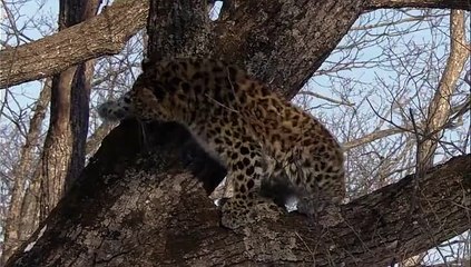 Dünyanın En Nadide Kedisi - Asya Leoparı