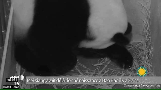 Naissance de deux bébés pandas géants au zoo de Washington