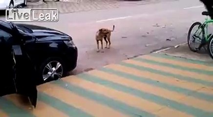 Ce chien a le rythme dans la peau!