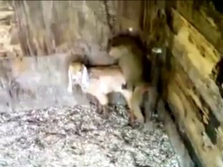 Le singe et la chèvre