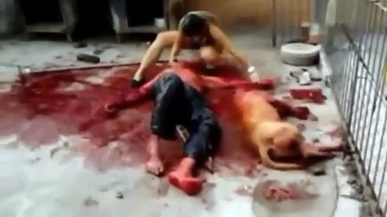 Ataque de pitbull Em Curitiba SEM CORTES