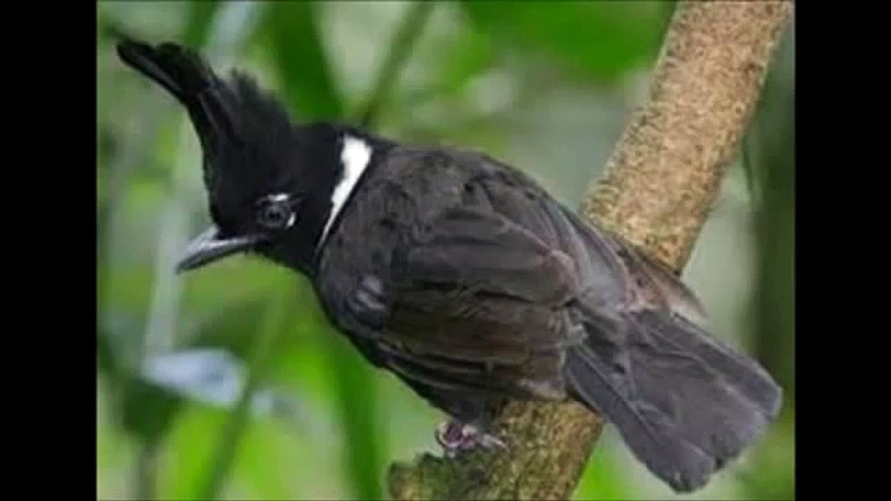 Suara-suara Burung Masteran