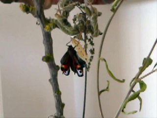 From Caterpillar to Peacock Butterfly