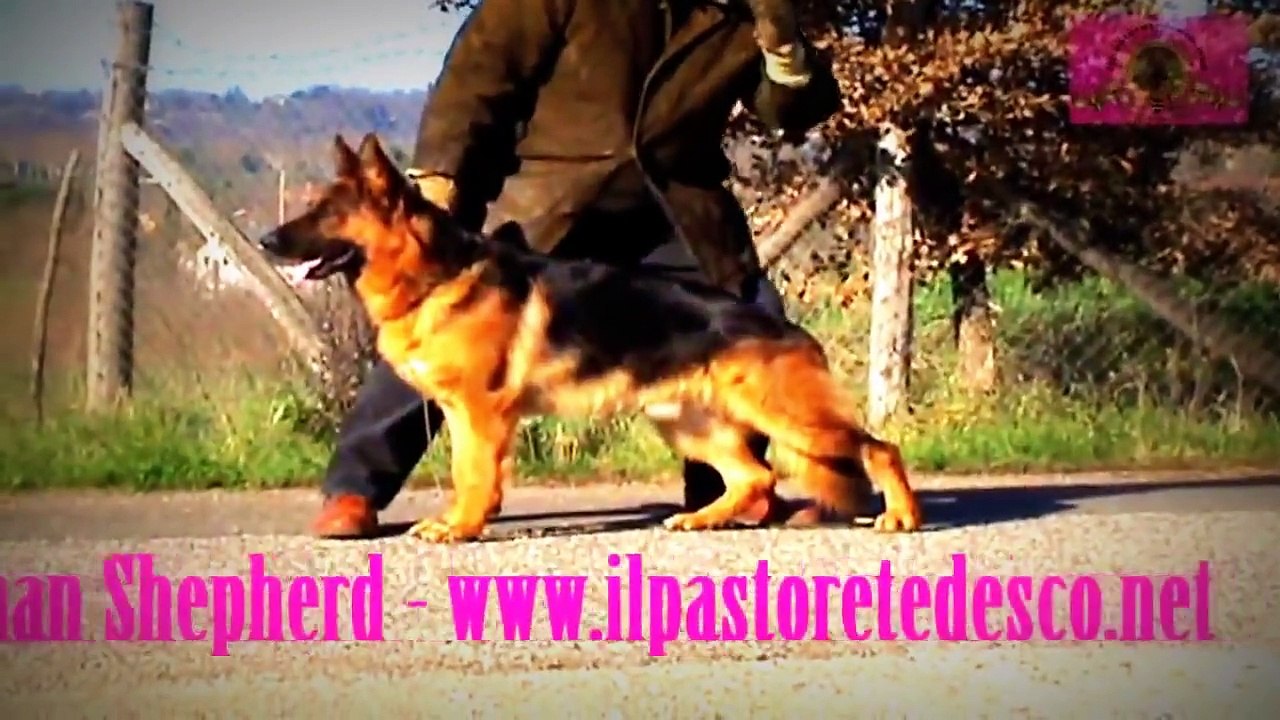 German Shepherd - Deutscher Schäferhund - www.ilpastoretedesco.net