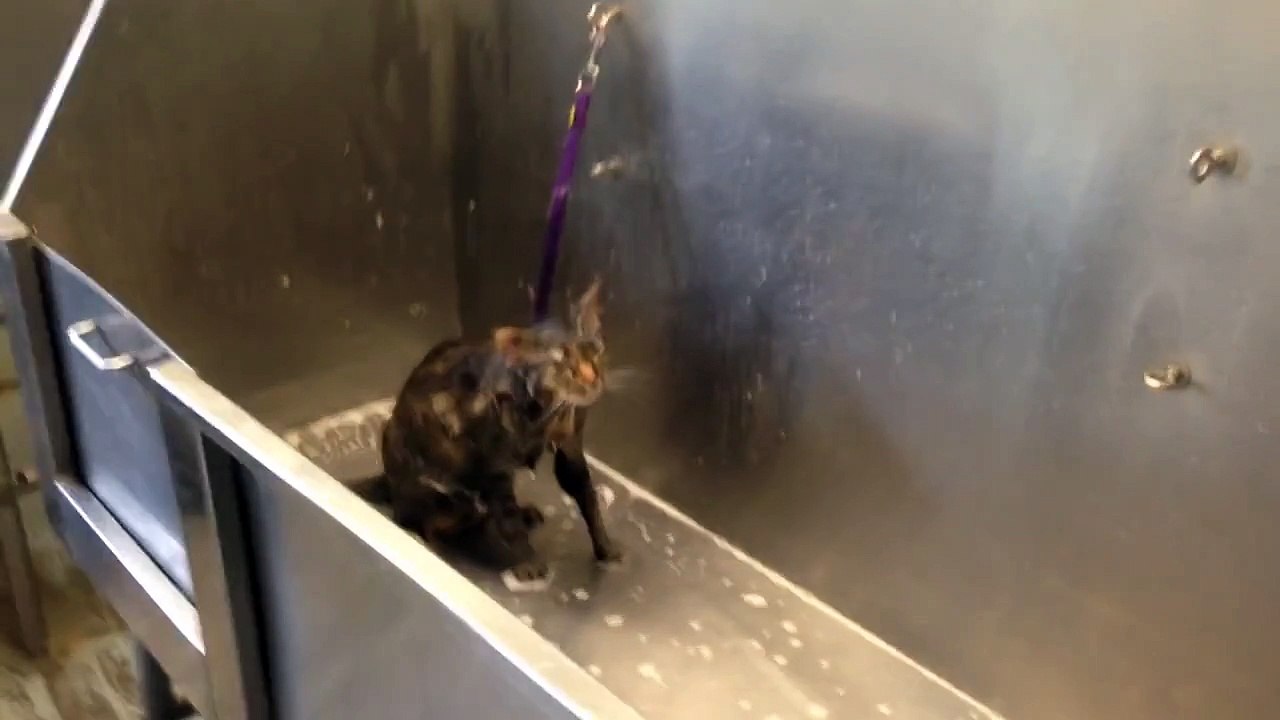 Ce chat ne veut plus prendre de bain
