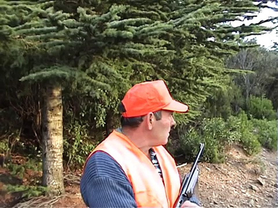 chasse sanglier 2 cessenon sur orb  90 & 100kg