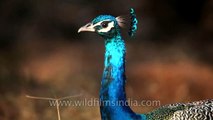 Male peafowl - one of the largest flying birds in the world