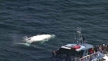 A rare white humpback whale was sighted north of Australia's Gold Coast