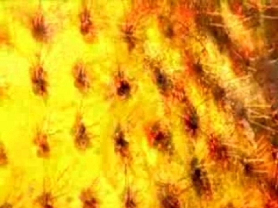 Human Self-destruction