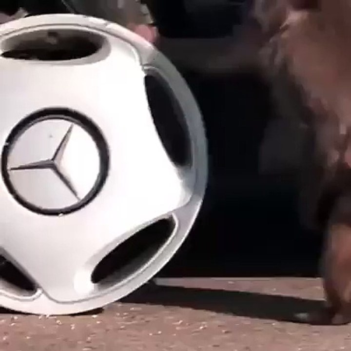 wheel_cap_lifter_monkeys