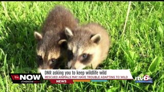 DNR: Do not try to rescue abandoned baby animals