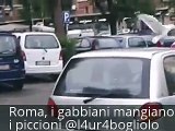 Roma, i gabbiani mangiano i piccioni