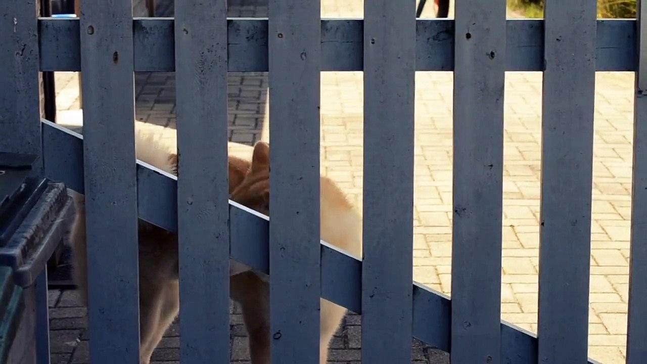 Akita Inu Howling at Ice Cream Truck Jingle