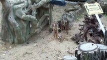 Super Surykatki - Meerkats have a new home - Zoo w Łodzi - Siepień 2012