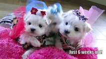 Tiny Maltese BENTLY EVA and ARWYN 1 pound Teacup Maltese puppies for sale