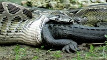 Anaconda Eats Alive Crocodile