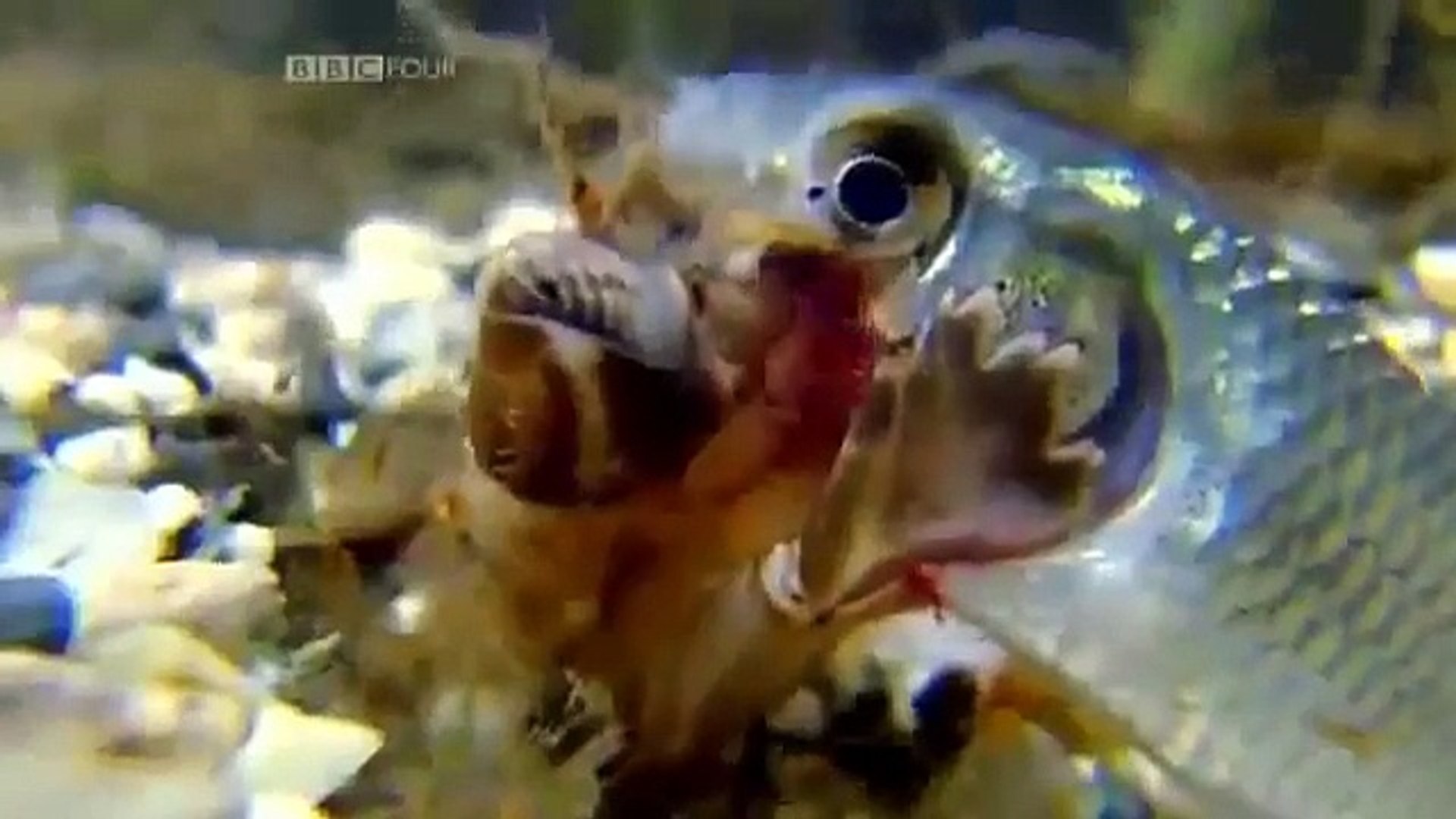 Wildlife Documentary: Japan's Secret Water Garden (Japan Wildlife Documentary)