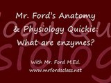Anatomy and Physiology Lectures: What are Enzymes?