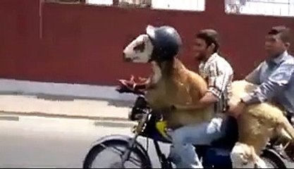 Funny Billy Goat On Bike Having Helmet