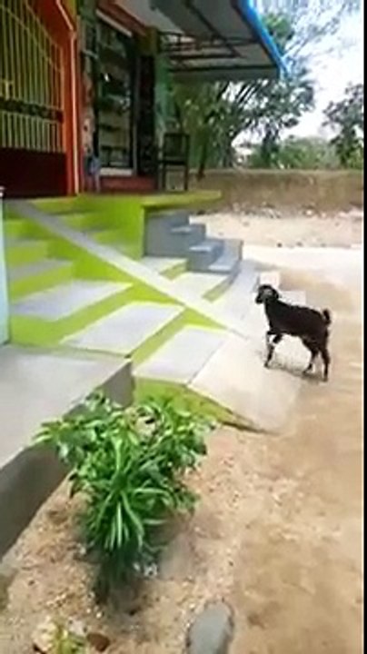 funny animal