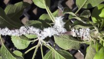 Up Close with Wooly Apple Aphids