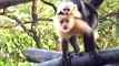 Monkeys climbing on my house