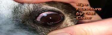 Cat Scratch of Dog's Eye.