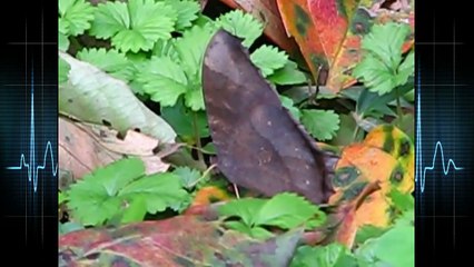 Top 10 Truly Amazing Animal Camouflages