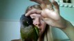 How to preen your parrot- how to get rid of pesky pin feathers