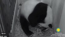 Pandas Born at Smithsonian's National Zoo