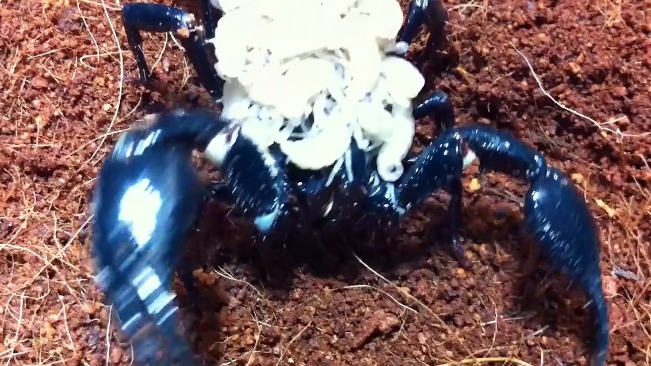 scorpion baby