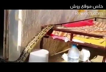 ثعبان عملاق يسكن أحد المنازل