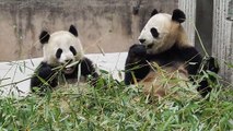 Giant Pandas Sharing Bamboo