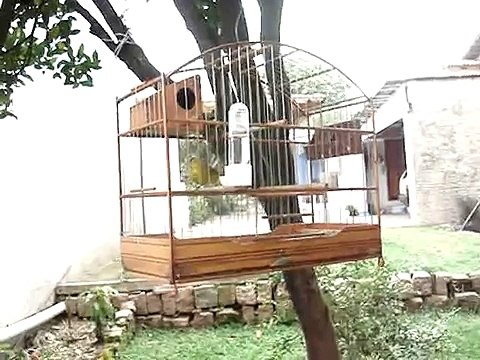 canario retinido - canario da terra - jilguero amarillo - dorado uruguayo