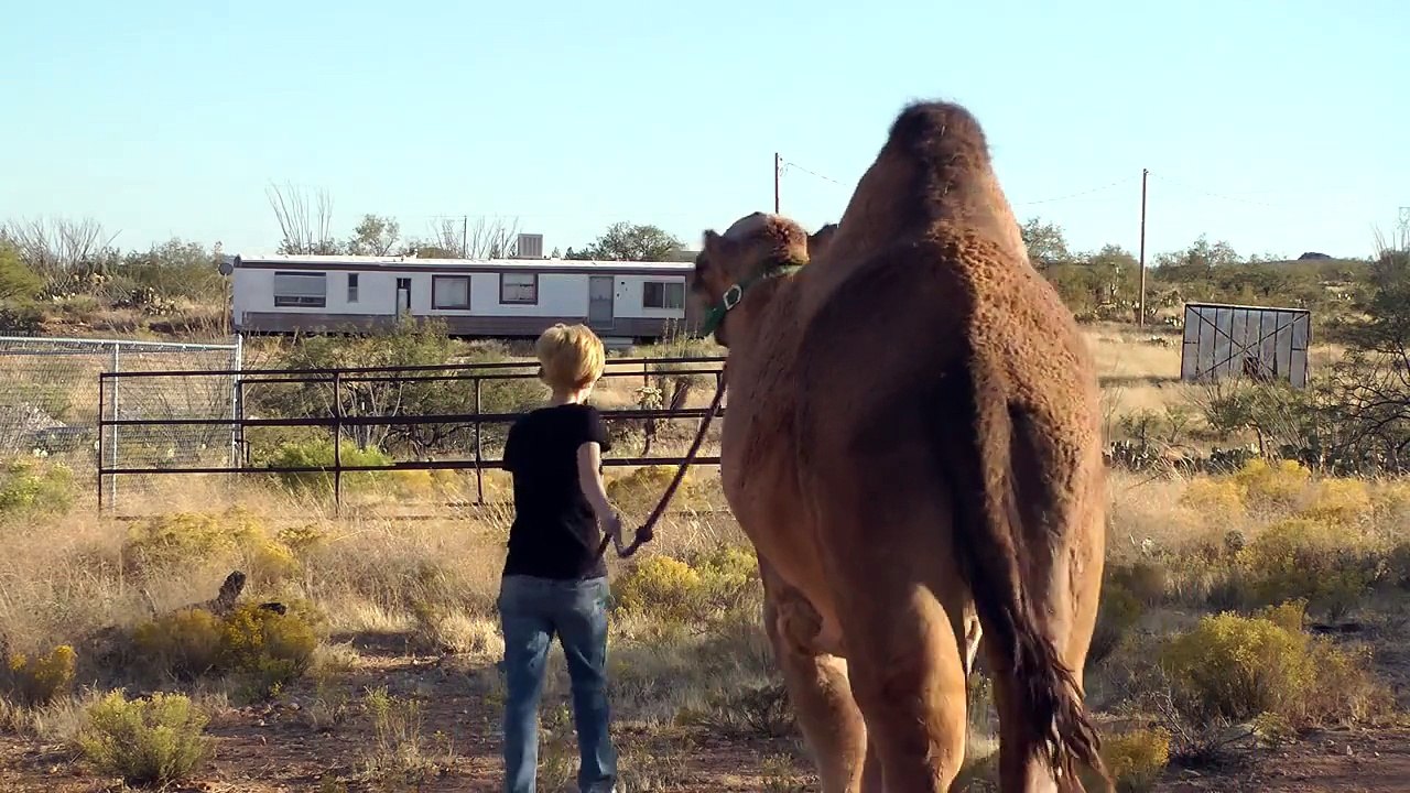 Camel Trap! ~ Leading and Penning up my pet camel