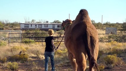 Camel Trap! ~ Leading and Penning up my pet camel