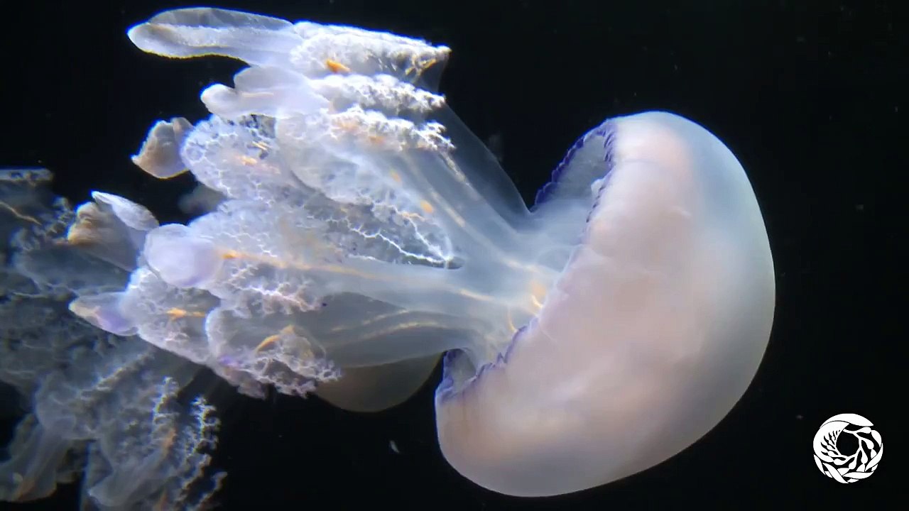 Barrel Jellies: Rolling in the Deep