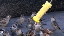 воробьи и кукуруза