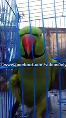 speaking parrot