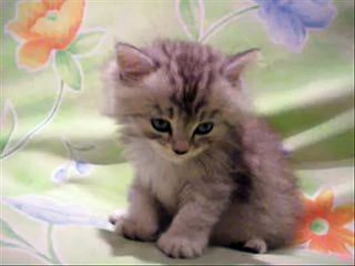 Chelo Kote: Traditional Persian Rice Dish 🍚