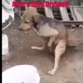 Funny whatsapp video, trending clips and news