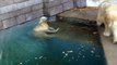 Eisbär Anori und Vilma an einem sonnigen Tag im November im Zoo von Wuppertal