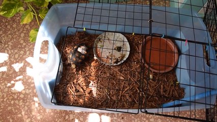 Tortoise table build