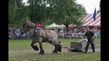 Belgian Draft Horses Slideshow - Pulling Contests