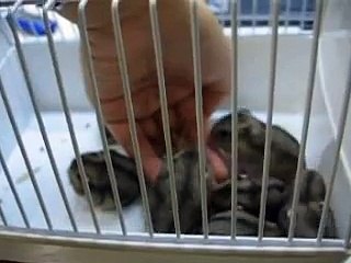 Hamster mother gives birth to 7 baby hamsters