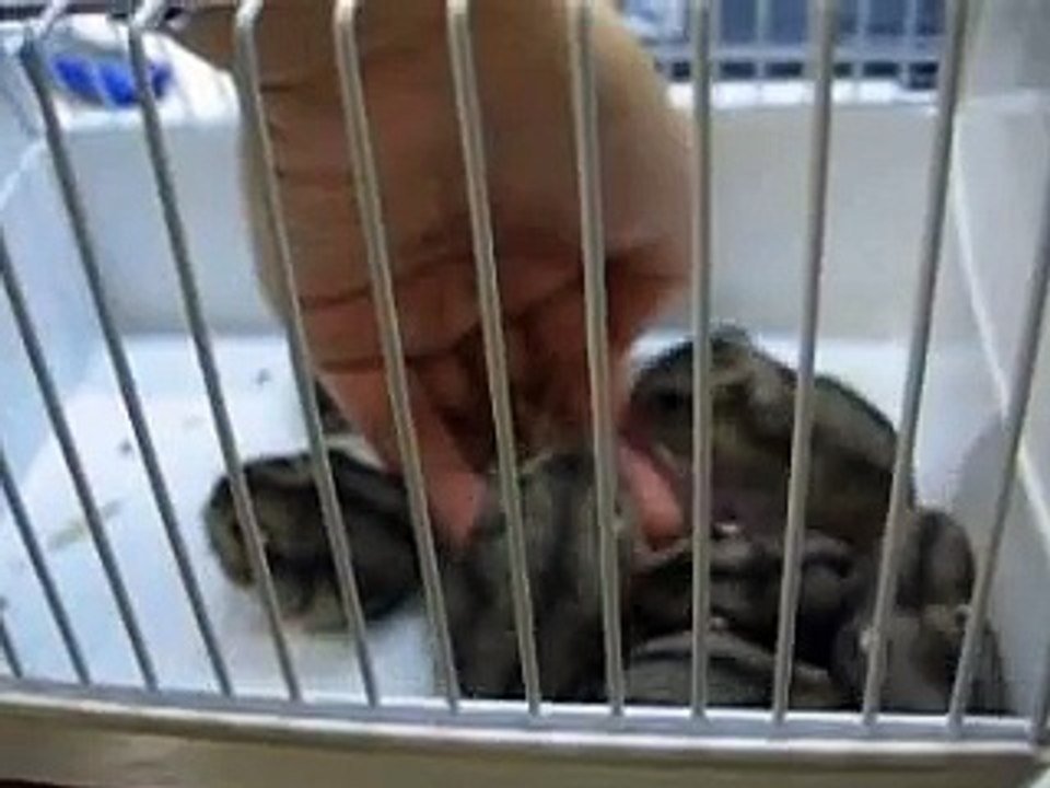 Hamster mother gives birth to 7 baby hamsters