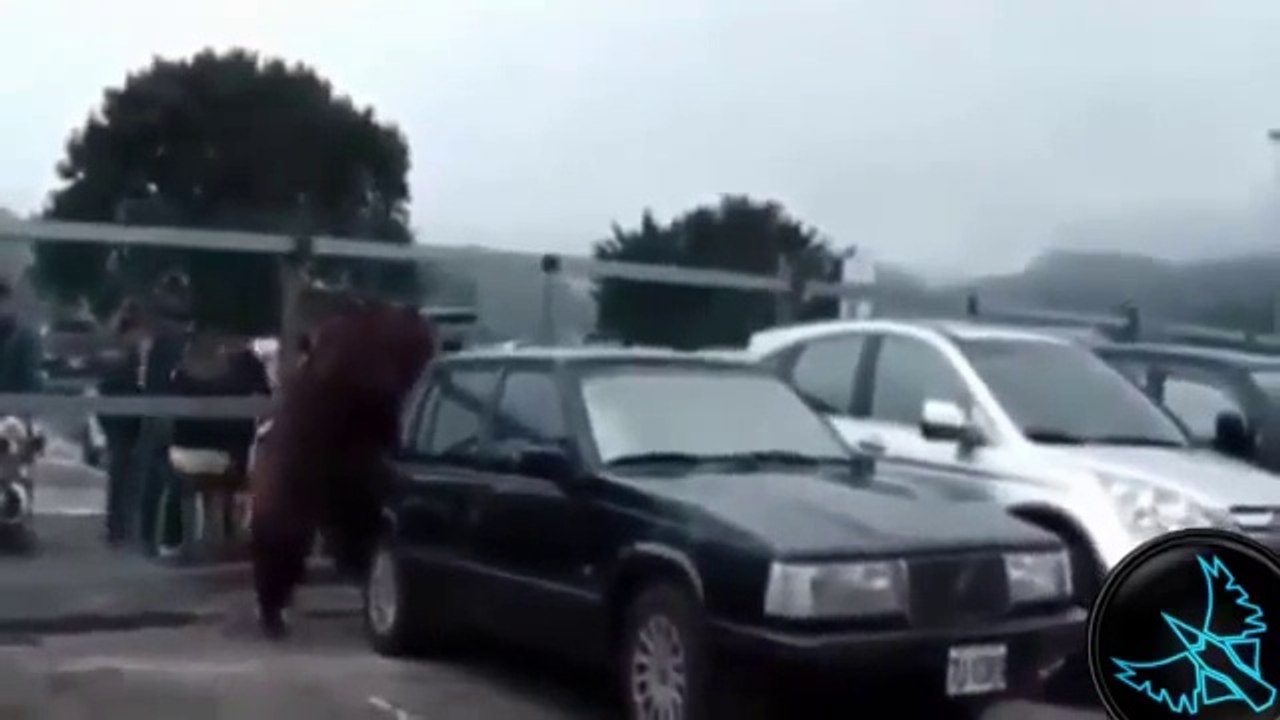 Hayvanlar vs insanlar - Komik Video Derlemesi