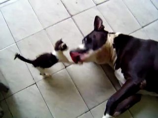 Gato ataca Pit Bull