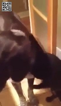 Пса не было дома 10 дней, реакция кошки бесценна - Прослезитесь!