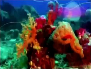 Zig & Sharko Cartoon Episode 37   38